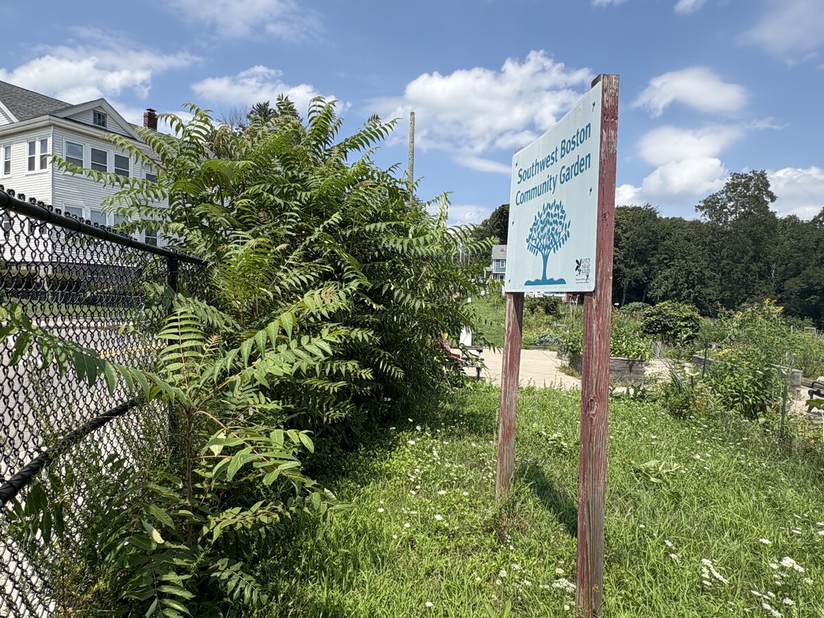Overgrown section of Southwest Boston Community Garden before cleanup